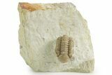 Enrolled Kainops Trilobite - Black Cat Mountain, Oklahoma #376947-3